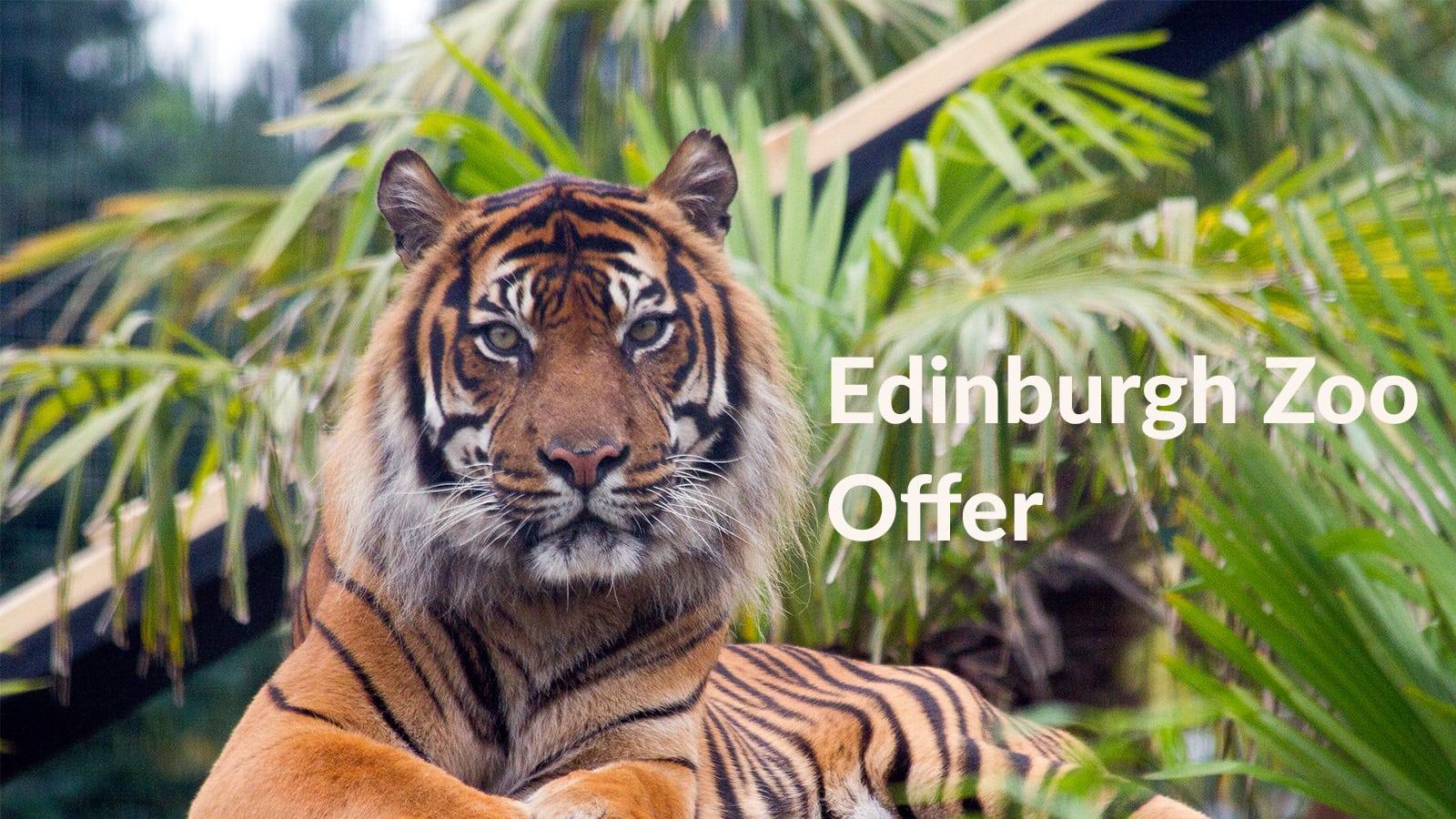 Edinburgh Zoo discount for Lothian Customers Lothian Buses