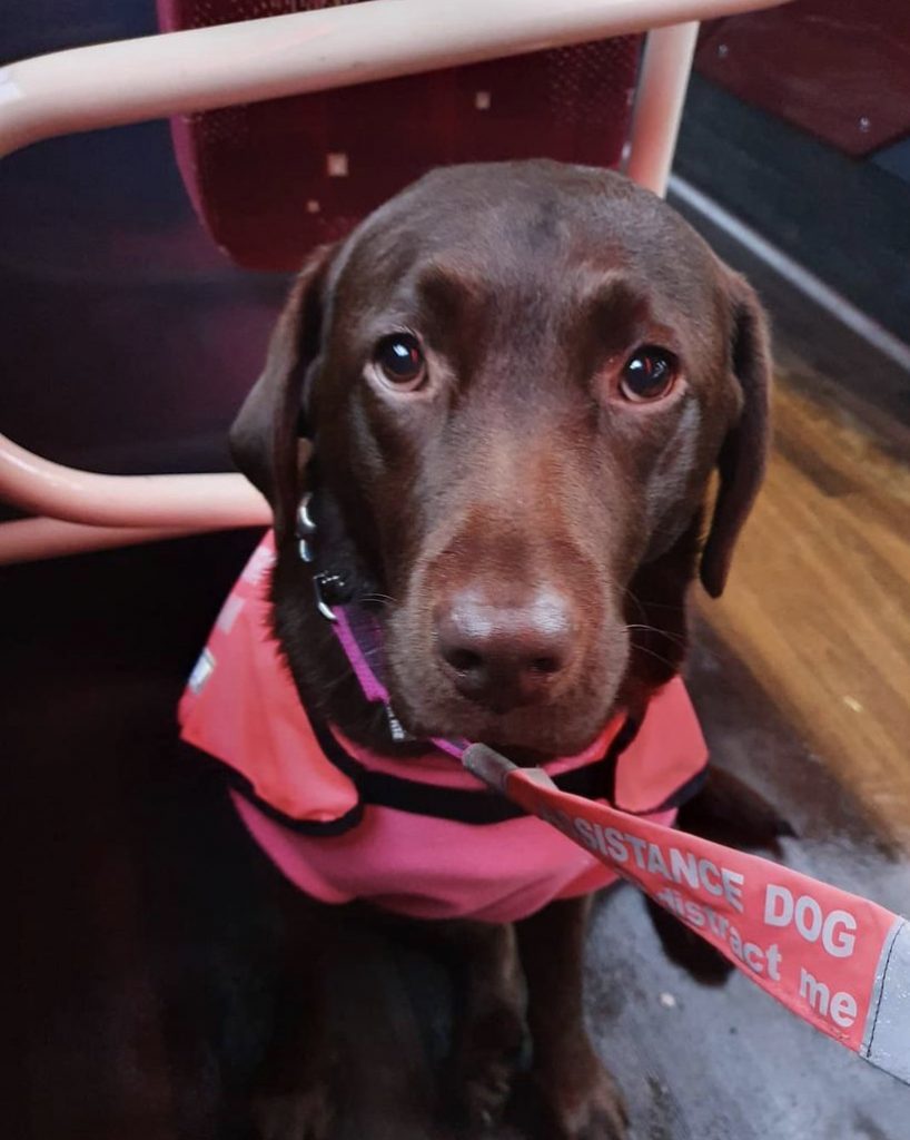Image of Millie, Sarah's assistance dog, on a Lothian bus