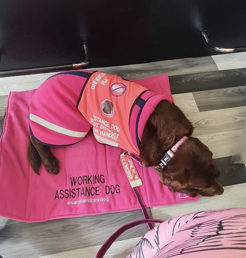 Image of Millie, Sarah's assistance dog, lying down on a Lothian bus with her harness on