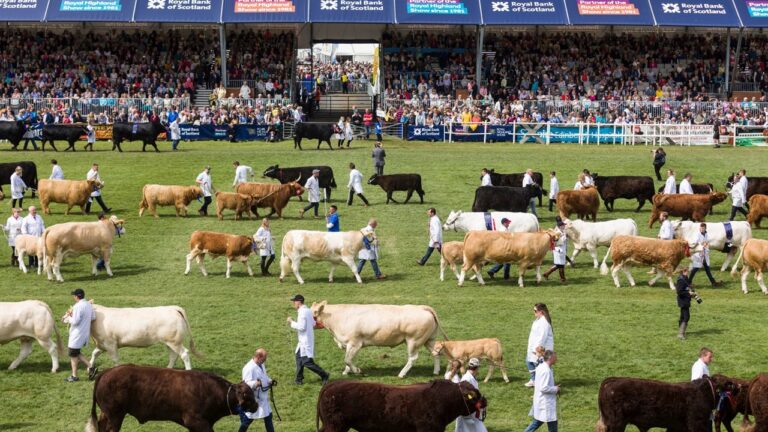 Cows being judged at the Royal Highland Show.