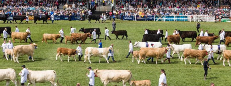 Cows being judged at the Royal Highland Show.