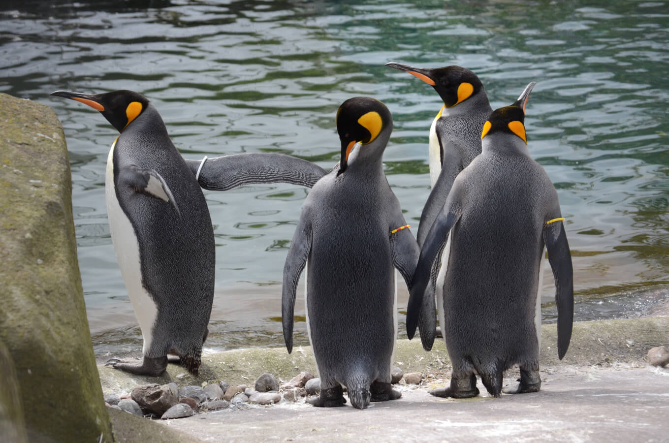 Penguins at Edinburgh Zoo