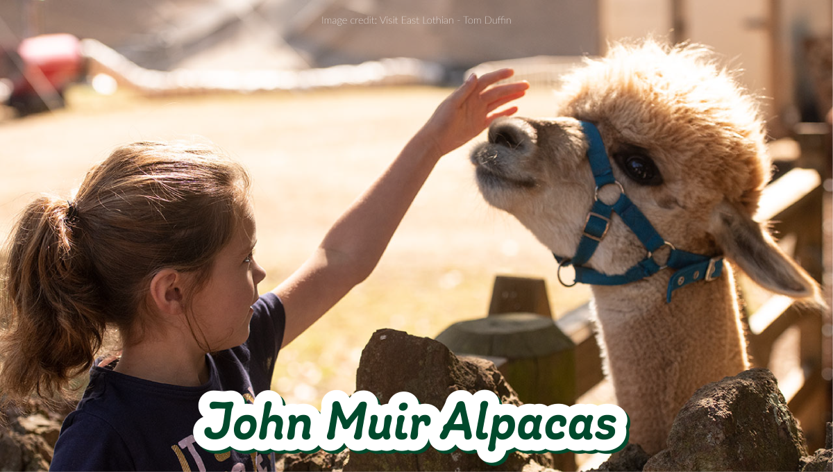Image of the John Muir Alpacas